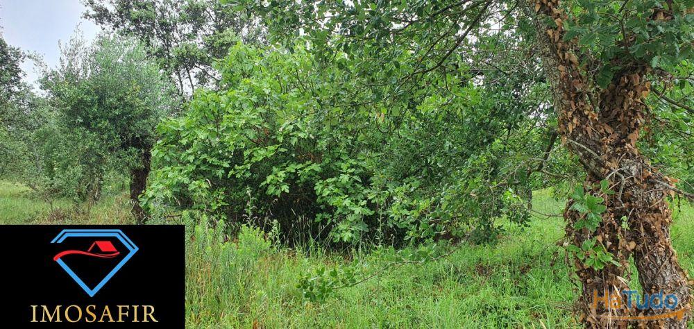 Terreno de construção com 18.480m2 em Matos, freguesia de Areias Terreno de construção com 18.480m2 em Matos, freguesia de Areias