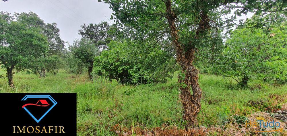 Terreno de construção com 18.480m2 em Matos, freguesia de Areias Terreno de construção com 18.480m2 em Matos, freguesia de Areias