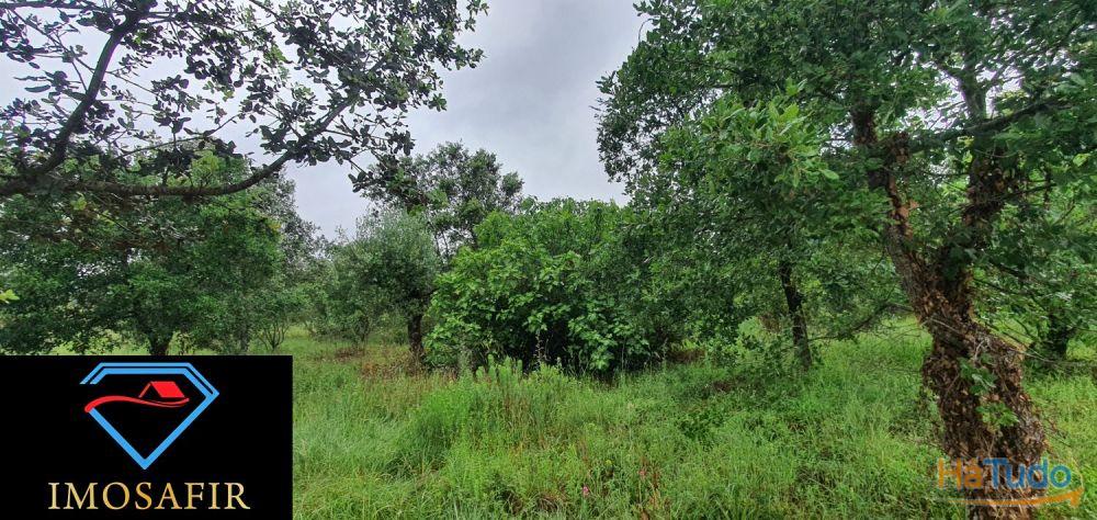 Terreno de construção com 18.480m2 em Matos, freguesia de Areias Terreno de construção com 18.480m2 em Matos, freguesia de Areias