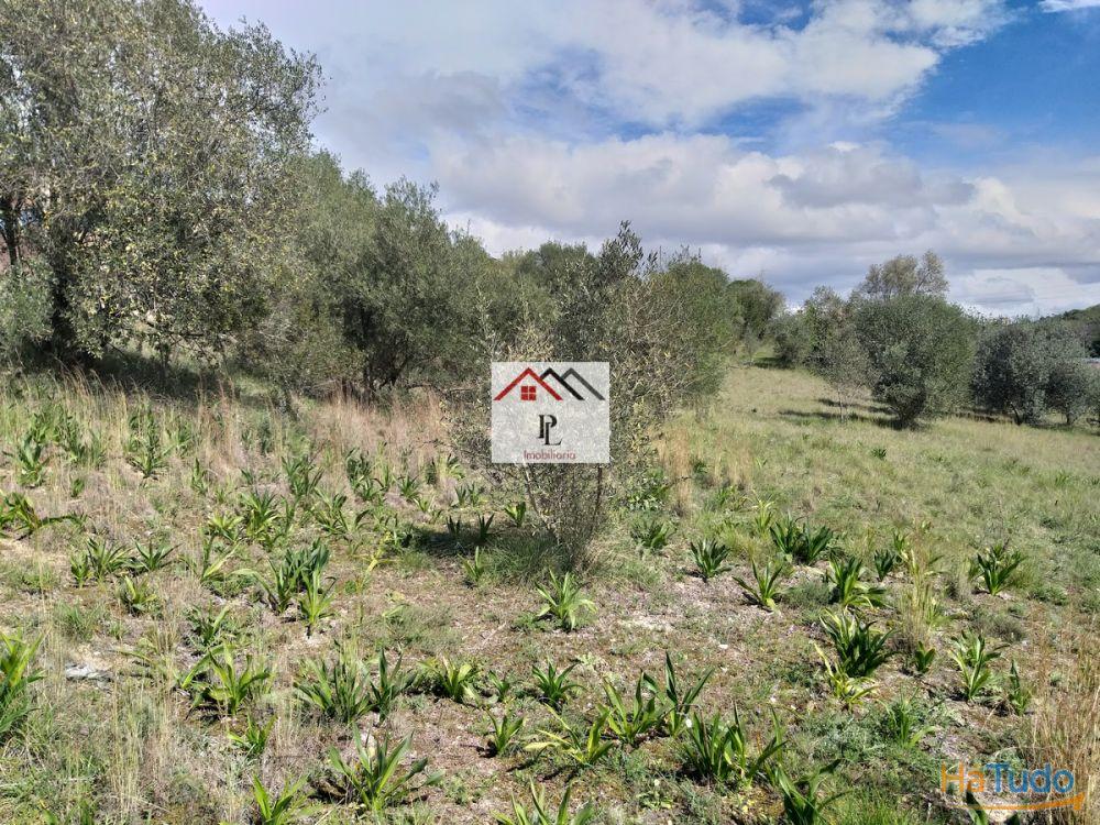 Terrenos para construção em Coimbra Terrenos para construção em Coimbra