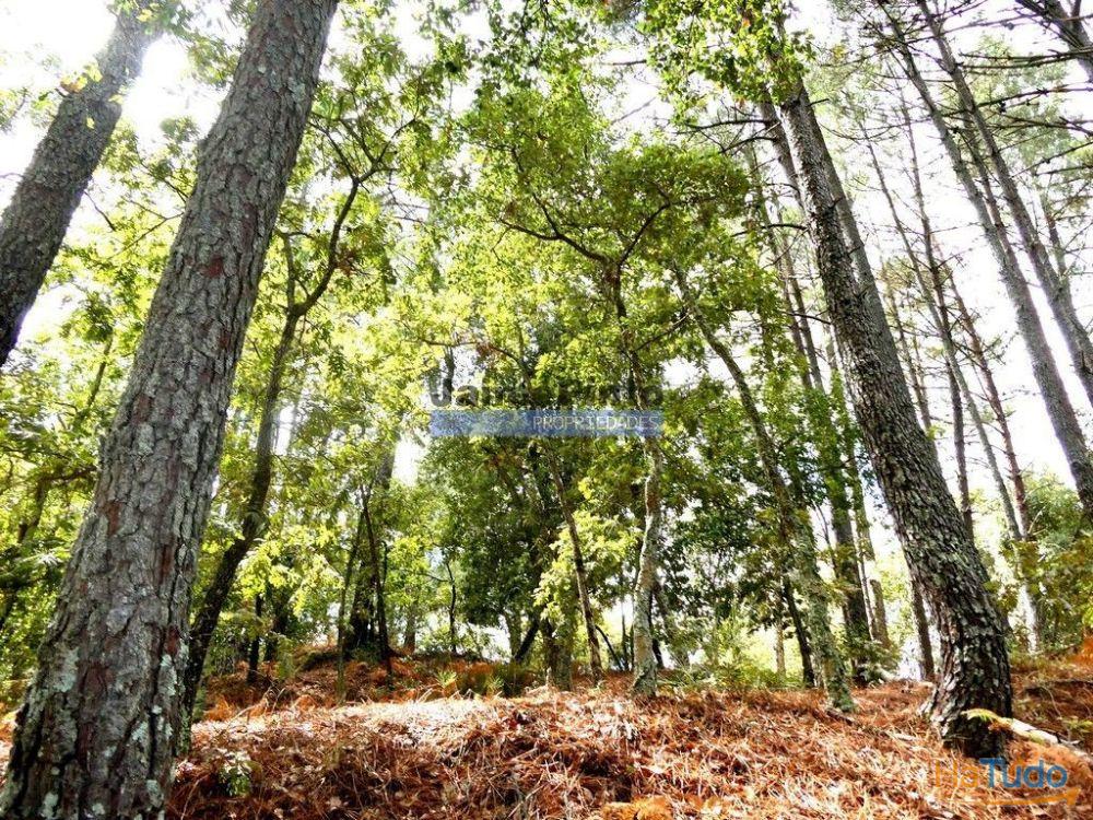 34.000m2 de terreno (Quinta) e 2 Ruínas a 8 minutos do Rio Douro. Portugal, Baião. 34.000m2 de terreno (Quinta) e 2 Ruínas a 8 minutos do Rio Douro. Portugal, Baião.