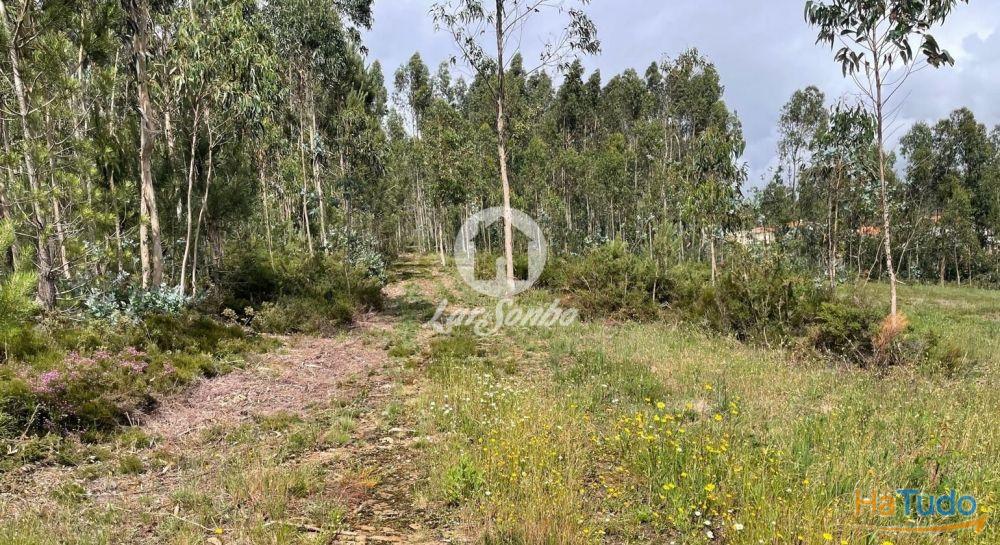 Terreno rústico de 24.476m2 com 100m frente em Balazar, Póvoa de Varzim Terreno rústico de 24.476m2 com 100m frente em Balazar, Póvoa de Varzim