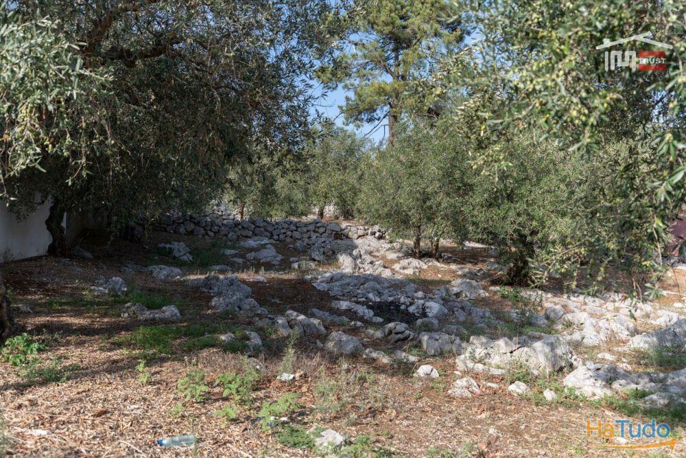 TERRENO URBANO COM AREA DE 1659 M2 PARA CONSTRUÇÃO EM MIRA DE AIRE PORTO DE MOS TERRENO URBANO COM AREA DE 1659 M2 PARA CONSTRUÇÃO EM MIRA DE AIRE PORTO DE MOS