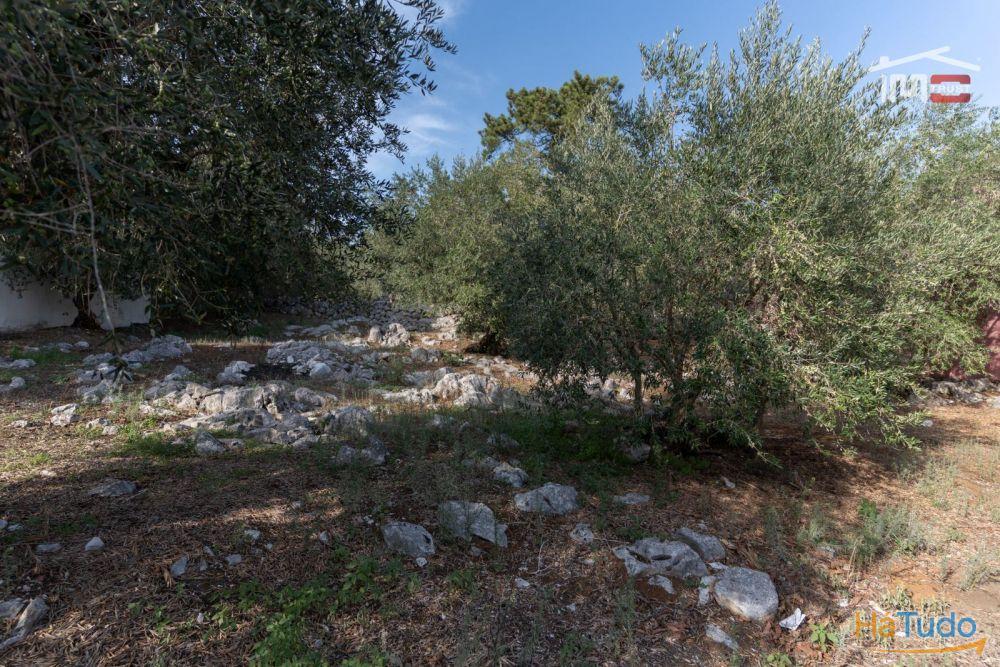 TERRENO URBANO COM AREA DE 1659 M2 PARA CONSTRUÇÃO EM MIRA DE AIRE PORTO DE MOS TERRENO URBANO COM AREA DE 1659 M2 PARA CONSTRUÇÃO EM MIRA DE AIRE PORTO DE MOS