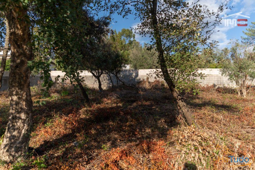 Fantástico Terreno Urbano próximo das Grutas de Mira de Aire Fantástico Terreno Urbano próximo das Grutas de Mira de Aire