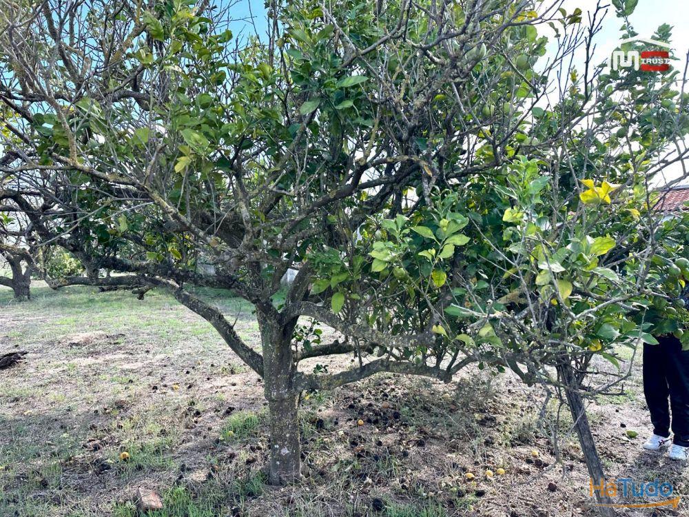 Terreno para Cultura Arvense, vinhas e damasqueiros com Anexo de 30m2 Terreno para Cultura Arvense, vinhas e damasqueiros com Anexo de 30m2