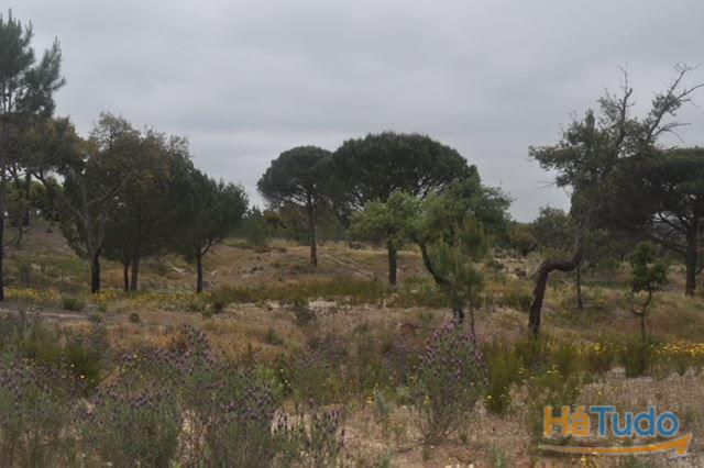 Herdade, para venda, Ponte de Sor - Foros de Arrão Herdade, para venda, Ponte de Sor - Foros de Arrão