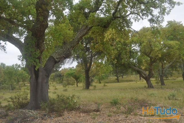 Herdade, para venda, Ponte de Sor - Foros de Arrão Herdade, para venda, Ponte de Sor - Foros de Arrão