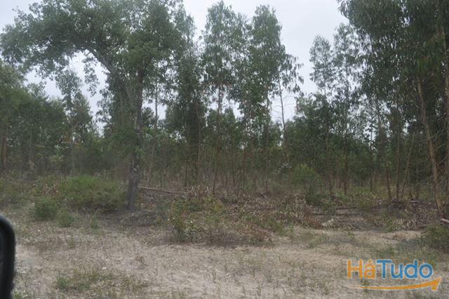 Herdade, para venda, Ponte de Sor - Foros de Arrão Herdade, para venda, Ponte de Sor - Foros de Arrão