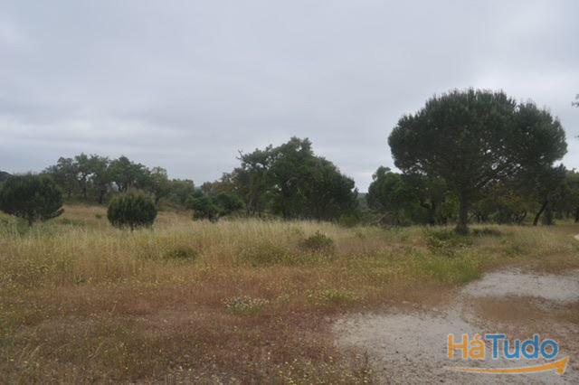 Herdade, para venda, Ponte de Sor - Foros de Arrão Herdade, para venda, Ponte de Sor - Foros de Arrão