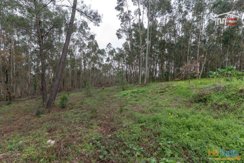 MORADIA T2 PARA RECUPERAR COM AREA COBERTA DE 238 M2 E AREA TOTAL DO TERRENO 1.112 M2 EM SÃO MAMEDE BATALHA MORADIA T2 PARA RECUPERAR COM AREA COBERTA DE 238 M2 E AREA TOTAL DO TERRENO 1.112 M2 EM SÃO MAMEDE BATALHA