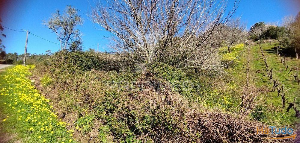 Terreno Rústico em Matacães (Torres Vedras) Terreno Rústico em Matacães (Torres Vedras)