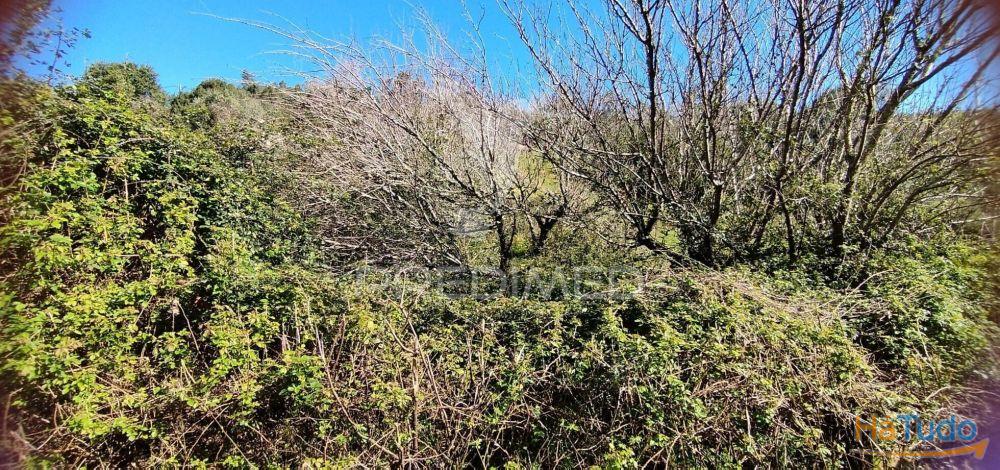 Terreno Rústico em Matacães (Torres Vedras) Terreno Rústico em Matacães (Torres Vedras)