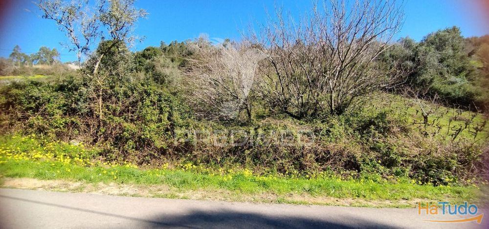 Terreno Rústico em Matacães (Torres Vedras) Terreno Rústico em Matacães (Torres Vedras)