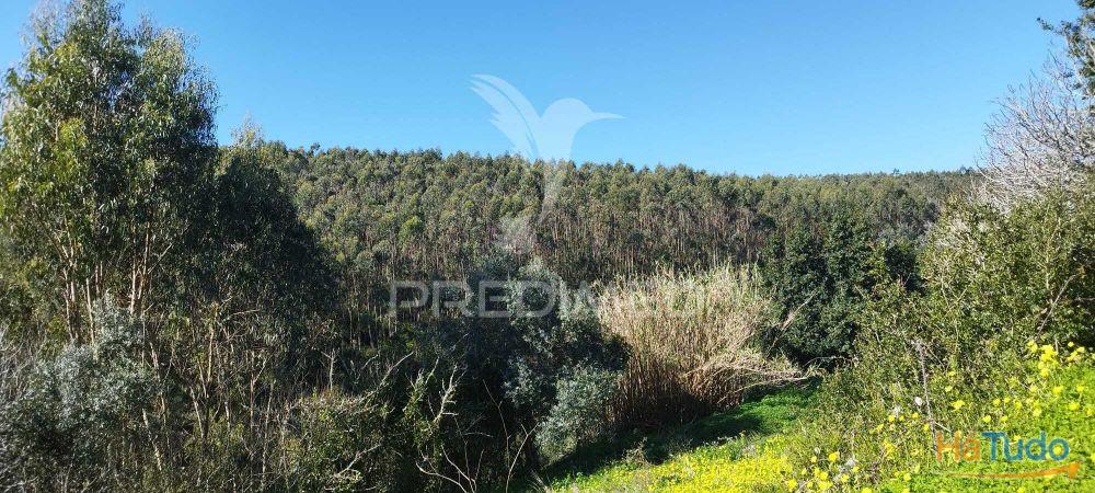 Terreno Rústico em Matacães (Torres Vedras) Terreno Rústico em Matacães (Torres Vedras)