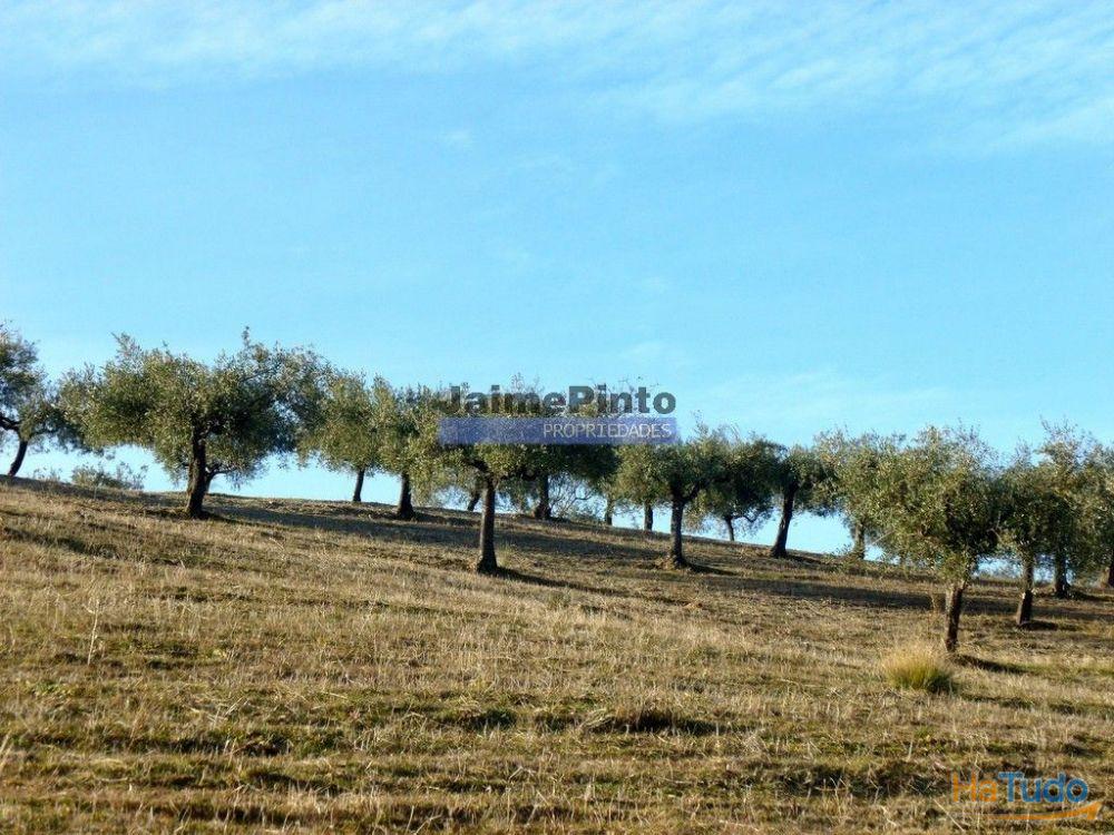 Olival de 100ha. Portugal, Barca DAlva. Olival de 100ha. Portugal, Barca DAlva.