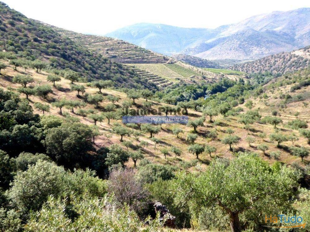 Olival de 100ha. Portugal, Barca DAlva. Olival de 100ha. Portugal, Barca DAlva.