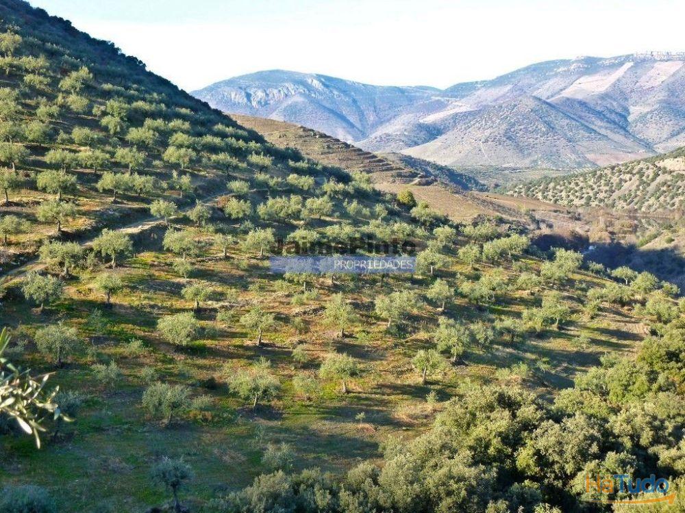 Olival de 100ha. Portugal, Barca DAlva. Olival de 100ha. Portugal, Barca DAlva.