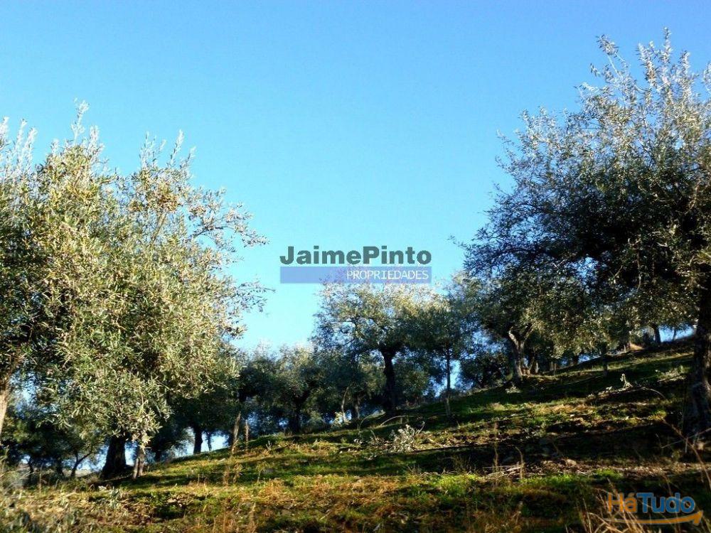 Olival de 100ha. Portugal, Barca DAlva. Olival de 100ha. Portugal, Barca DAlva.