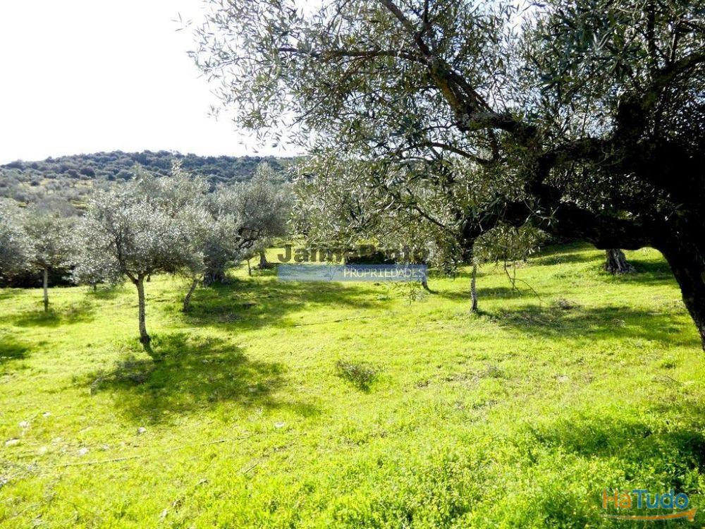 Olival de 100ha. Portugal, Barca DAlva. Olival de 100ha. Portugal, Barca DAlva.