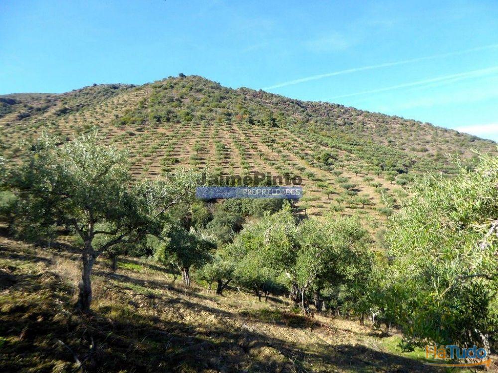 Olival de 100ha. Portugal, Barca DAlva. Olival de 100ha. Portugal, Barca DAlva.