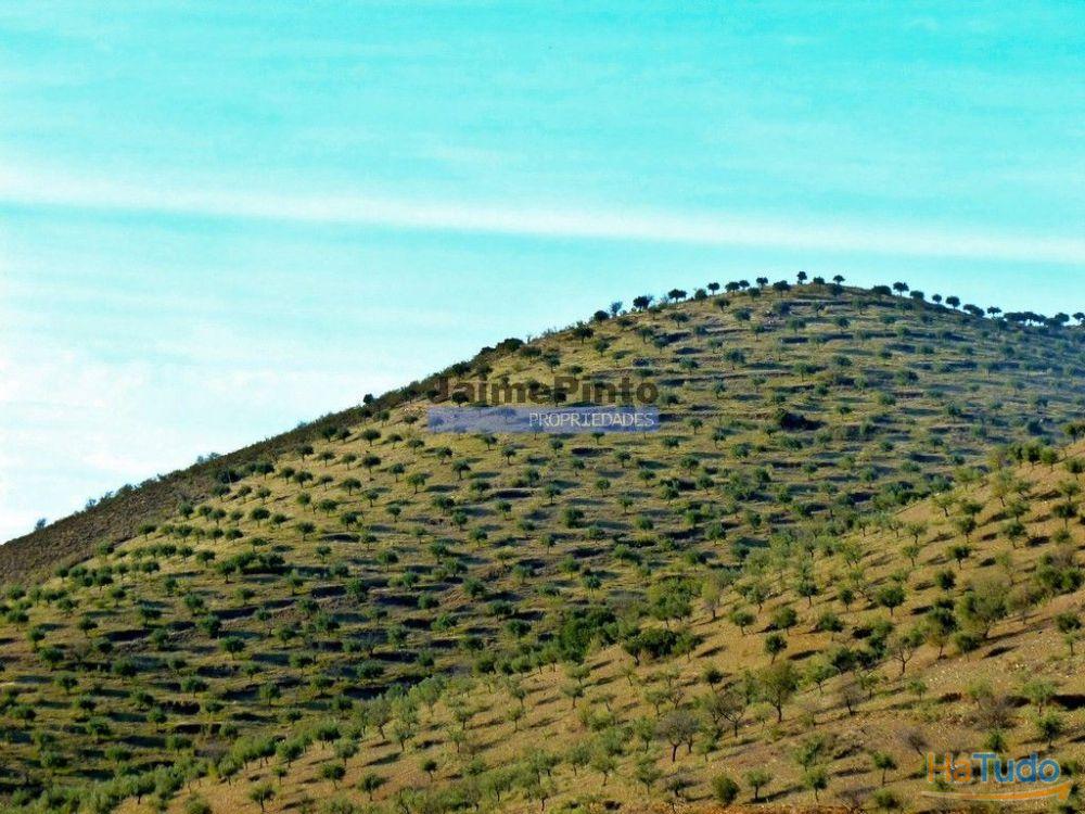 Olival de 100ha. Portugal, Barca DAlva. Olival de 100ha. Portugal, Barca DAlva.