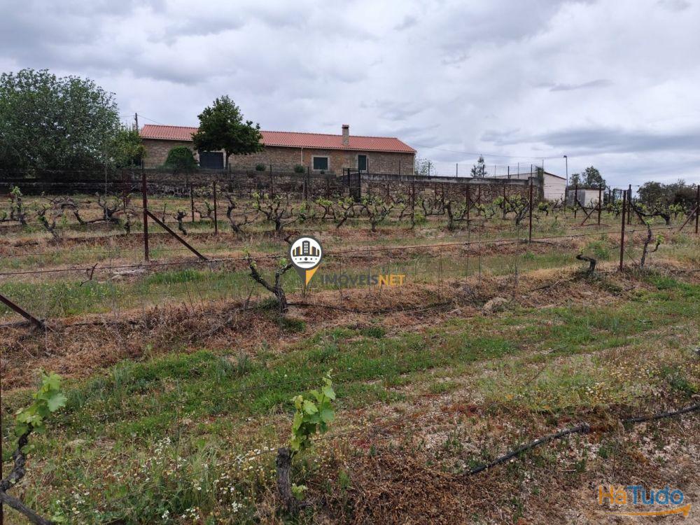 Quinta Rústica com casa, para VENDA, Tinalhas, Castelo Branco Quinta Rústica com casa, para VENDA, Tinalhas, Castelo Branco