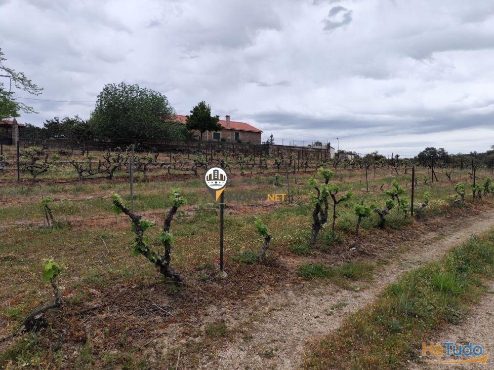 Quinta Rústica com casa, para VENDA, Tinalhas, Castelo Branco Quinta Rústica com casa, para VENDA, Tinalhas, Castelo Branco