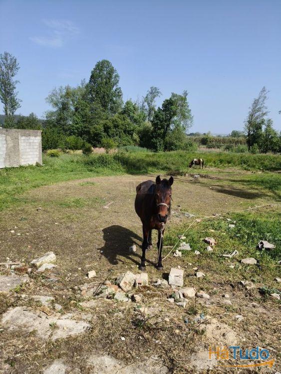 Moradia para Recuperar com Lote de 2.558 m² ? S. João do Campo Moradia para Recuperar com Lote de 2.558 m² ? S. João do Campo
