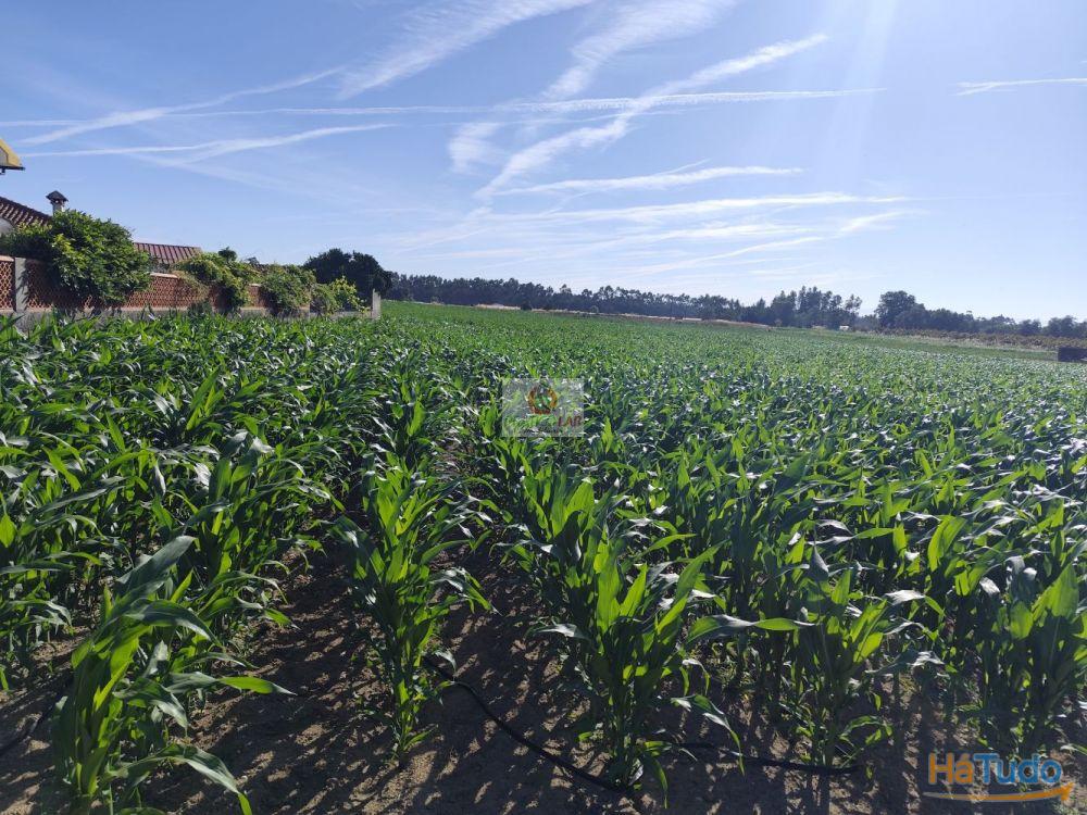 Terreno em Ouca com viabilidade de construção Terreno em Ouca com viabilidade de construção