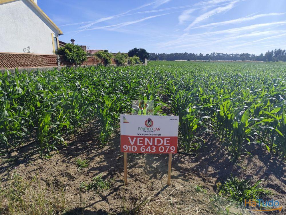 Terreno em Ouca com viabilidade de construção Terreno em Ouca com viabilidade de construção