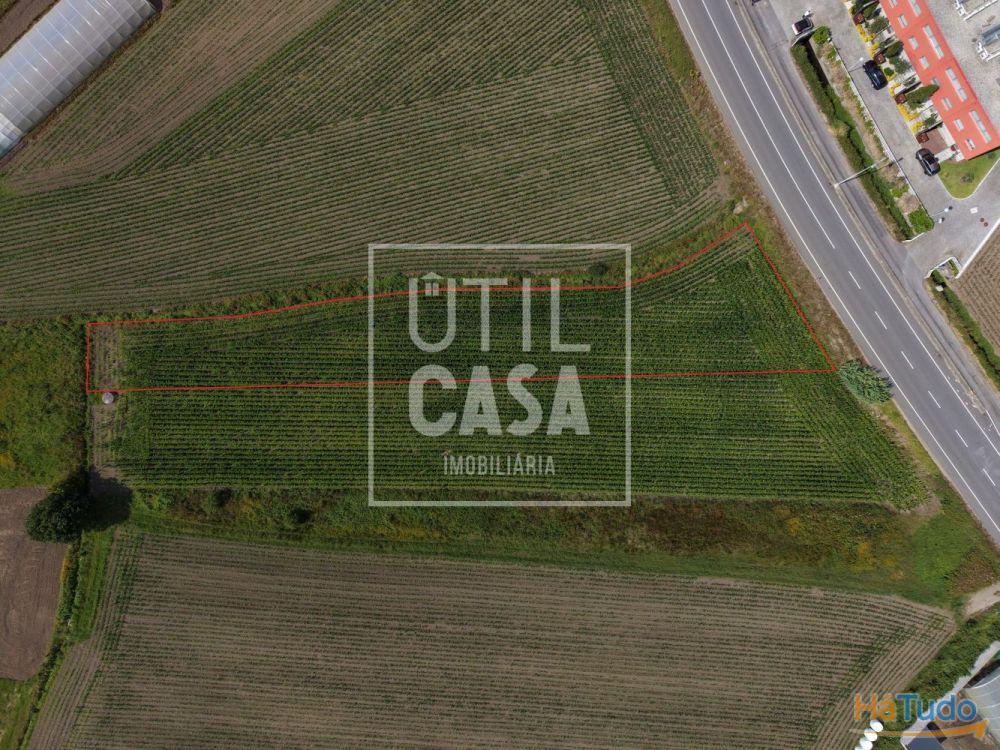 Terreno Agrícola em Apúlia Terreno Agrícola em Apúlia