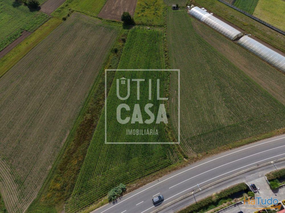 Terreno Agrícola em Apúlia Terreno Agrícola em Apúlia