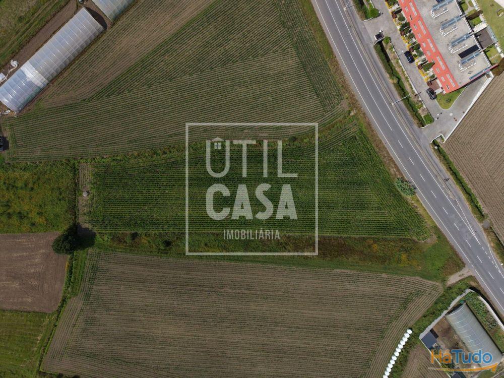 Terreno Agrícola em Apúlia Terreno Agrícola em Apúlia