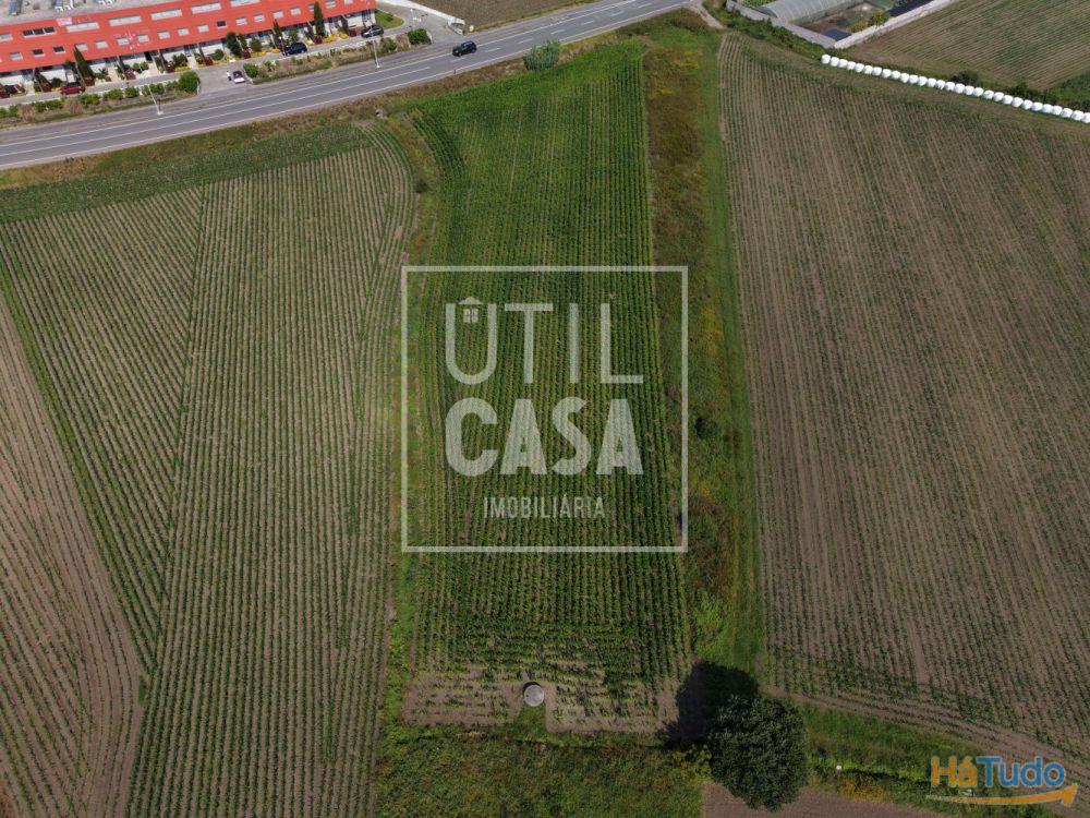Terreno Agrícola em Apúlia Terreno Agrícola em Apúlia