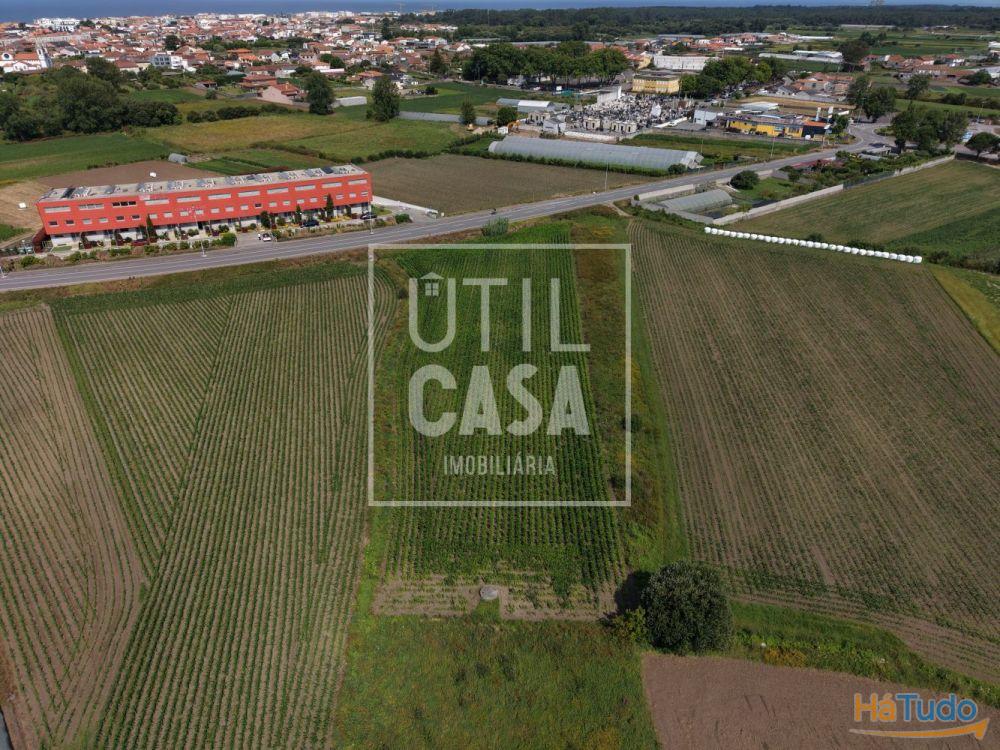 Terreno Agrícola em Apúlia Terreno Agrícola em Apúlia