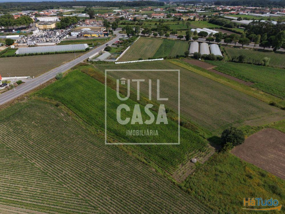 Terreno Agrícola em Apúlia Terreno Agrícola em Apúlia