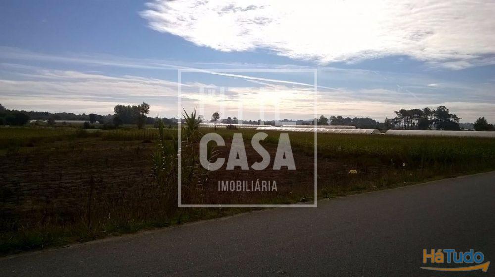 Terreno Agrícola em Apúlia Terreno Agrícola em Apúlia