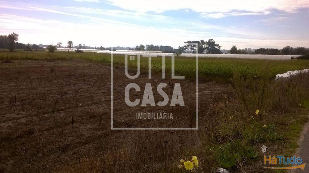 Terreno Agrícola em Apúlia Terreno Agrícola em Apúlia