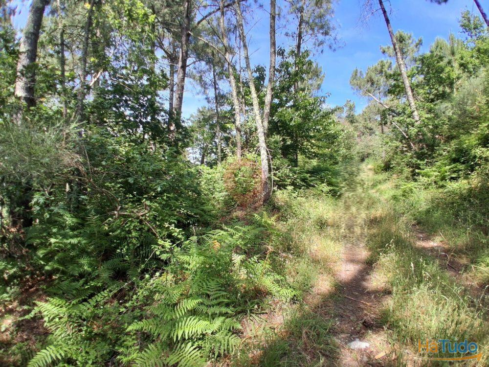 Terreno com ruína Terreno com ruína