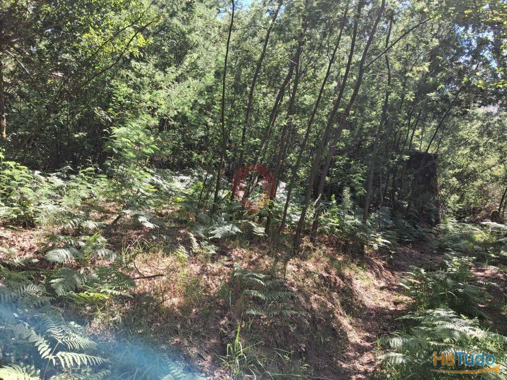 Terreno com ruína Terreno com ruína