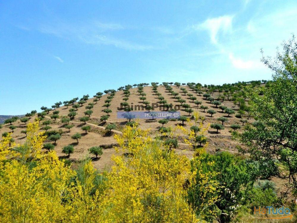 Olival ecológico, 400.000m2, em Barca dAlva. Portugal, Figueira de Castelo Rodrigo. Olival ecológico, 400.000m2, em Barca dAlva. Portugal, Figueira de Castelo Rodrigo.