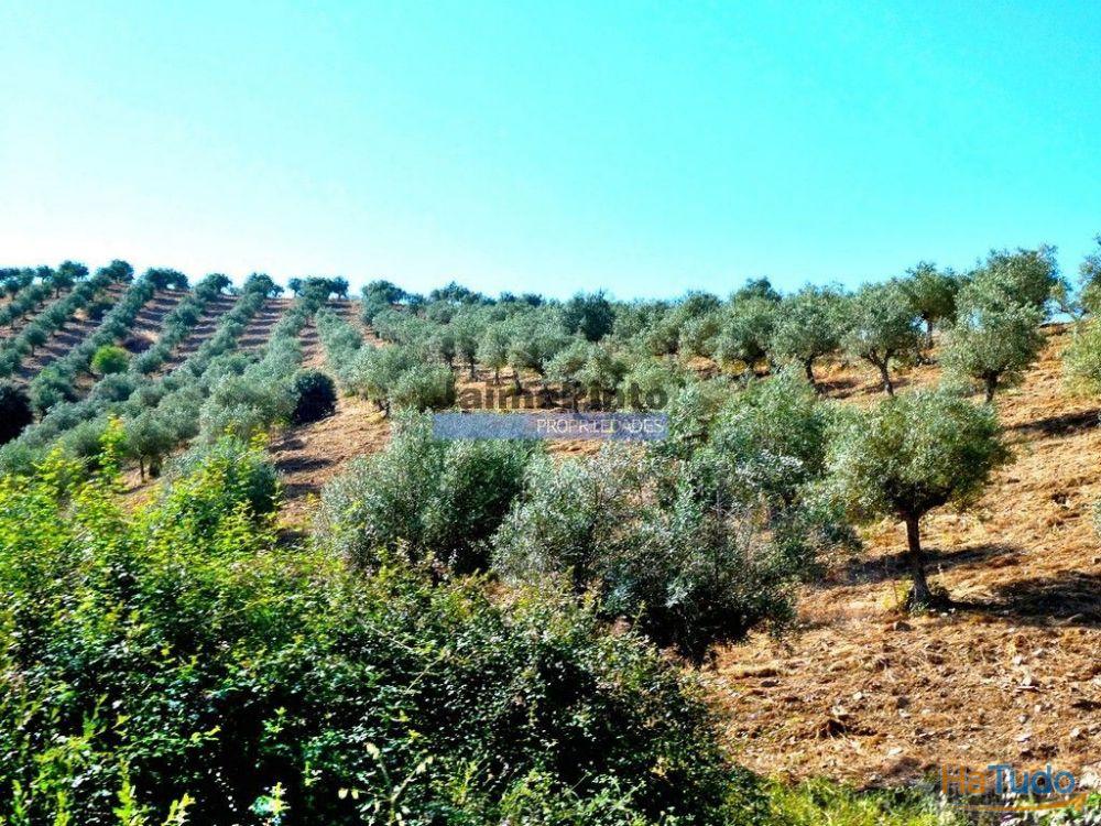 Olival ecológico, 400.000m2, em Barca dAlva. Portugal, Figueira de Castelo Rodrigo. Olival ecológico, 400.000m2, em Barca dAlva. Portugal, Figueira de Castelo Rodrigo.