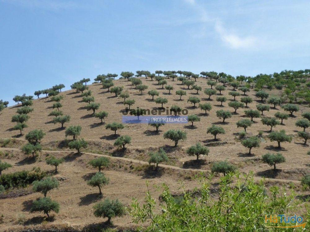 Olival ecológico, 400.000m2, em Barca dAlva. Portugal, Figueira de Castelo Rodrigo. Olival ecológico, 400.000m2, em Barca dAlva. Portugal, Figueira de Castelo Rodrigo.