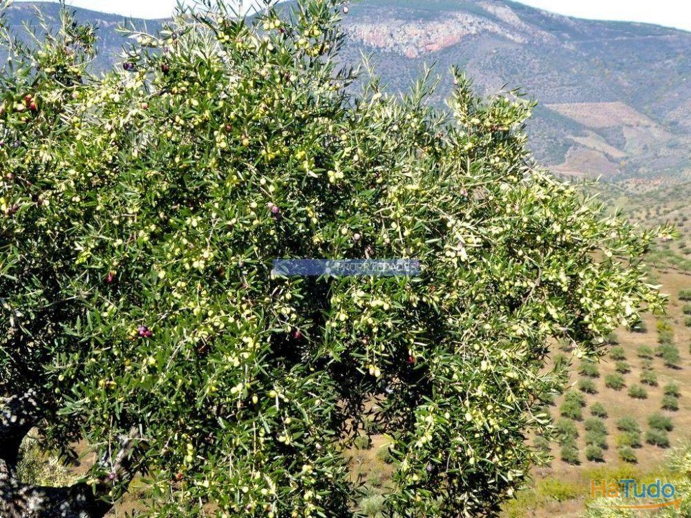 Olival ecológico, 400.000m2, em Barca dAlva. Portugal, Figueira de Castelo Rodrigo. Olival ecológico, 400.000m2, em Barca dAlva. Portugal, Figueira de Castelo Rodrigo.