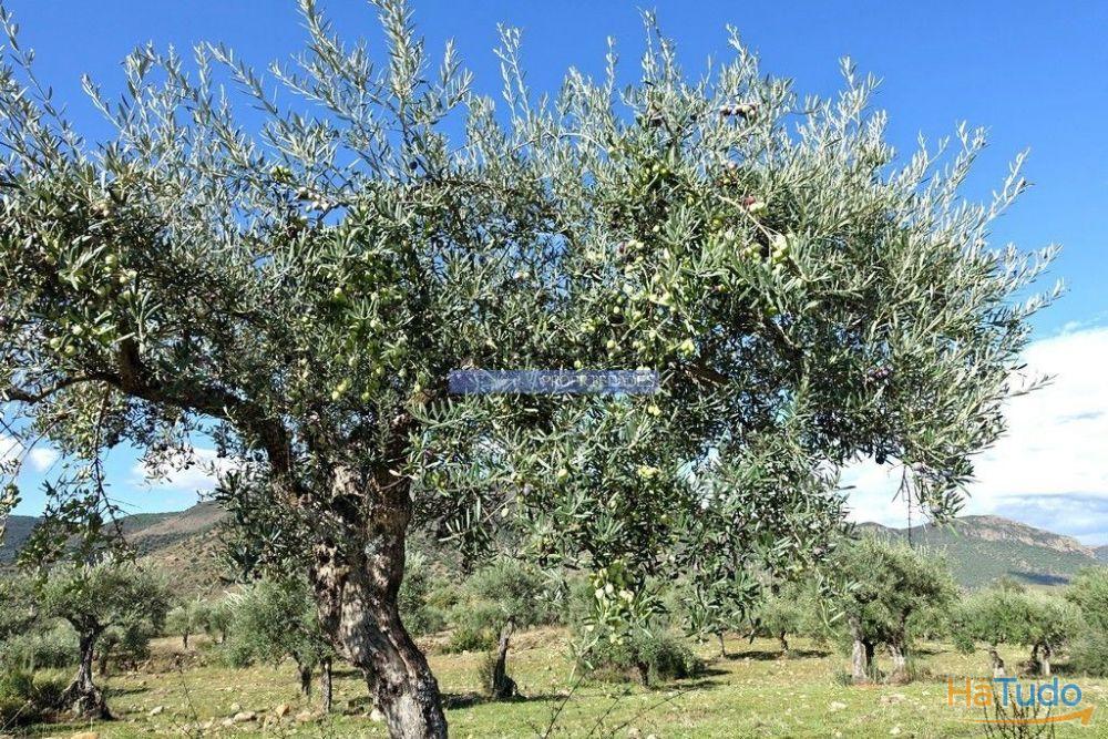 Olival ecológico, 400.000m2, em Barca dAlva. Portugal, Figueira de Castelo Rodrigo. Olival ecológico, 400.000m2, em Barca dAlva. Portugal, Figueira de Castelo Rodrigo.