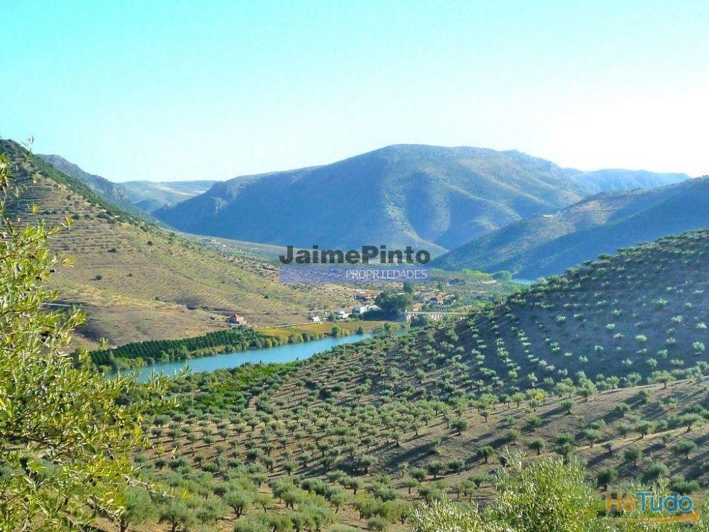 Olival ecológico, 400.000m2, em Barca dAlva. Portugal, Figueira de Castelo Rodrigo. Olival ecológico, 400.000m2, em Barca dAlva. Portugal, Figueira de Castelo Rodrigo.