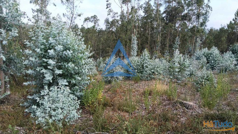 Terreno Rustico com viabilidade de constru��o