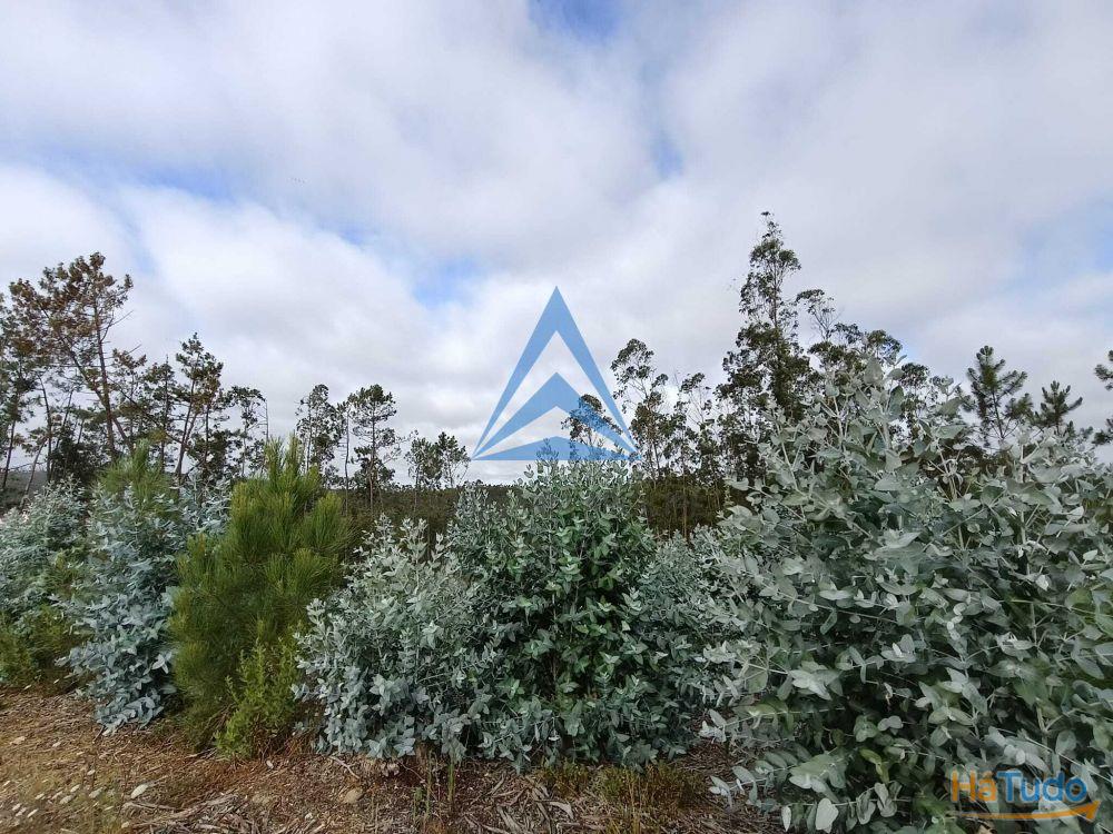 Terreno Rustico com viabilidade de constru��o