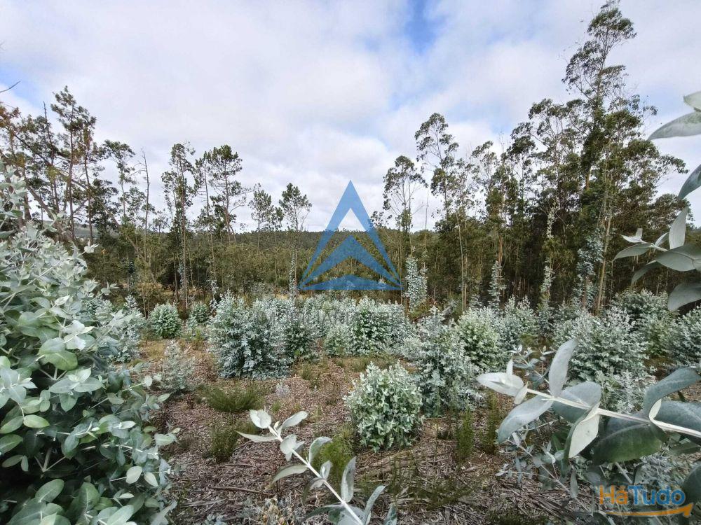 Terreno Rustico com viabilidade de constru��o